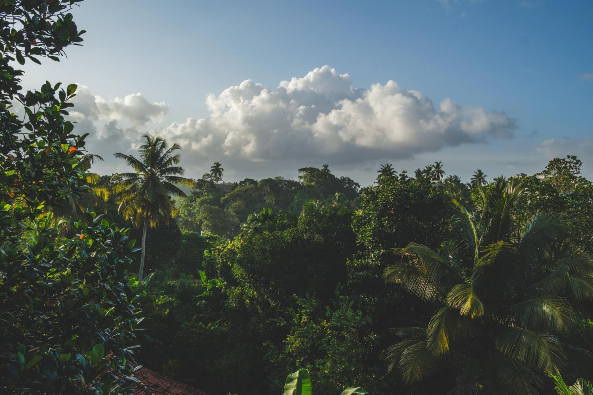 Hotel The Jungle View Mirissa Exterior foto